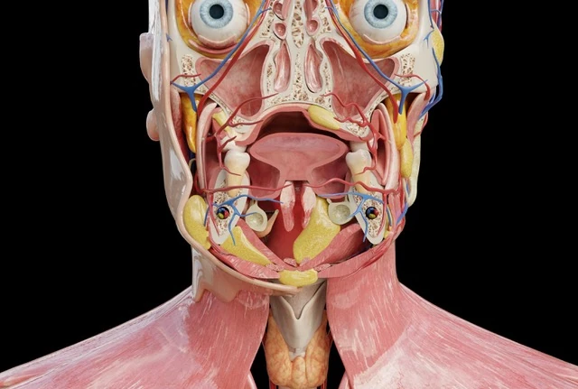 Explantación en posición 14i, empleando el kit de explantación Sanhigia, con colocación simultánea de implante Galimplant y colocación de implantes MaCo en sector posterior mandibular parte 2 de 2